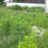 『梅雨の使者』の画像