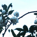 『老いの覚悟と生き方Ⅱ（22）』の画像