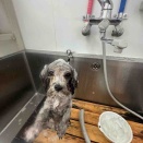 トリミングのお客様🐶