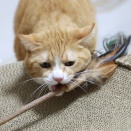 持ち去りたい猫。