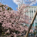 それでも春はやって来る