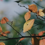 『2025.11『岡山県総合ｸﾞﾗｳﾝﾄﾞの紅葉🍂❶』岡山市北区いずみ町』の画像
