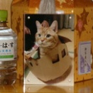水戸市のアメリカンショートヘアー愛猫キョンちゃんの個別火葬・納骨堂【ペット火葬・霊園・水戸市】