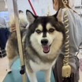 �Ƕ�γر����ͻ�🐶
