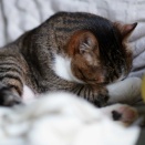 腹なめしたいとらやんとファーミングシミュレーターで農業機械を学びたい飼い主と(とら麦150)