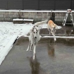 .•*.•*beny beny*•.*•.