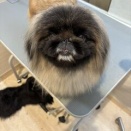 トリミングブログ　ペキニーズ　シャンプーセット　橋本