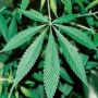 大麻栽培で逮捕された会社員「酒やたばこの方が体に悪い」