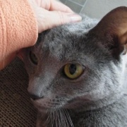 猫が寒いかどうかは猫の耳で確認します