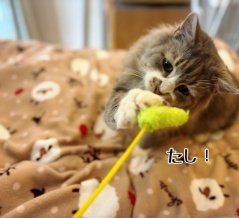 じゃらしと村尾とお薬と