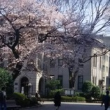 『青山キャンパスの桜』の画像