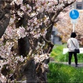 4/6(月)〝竹ヶ端運動公園〟〝集会所裏水呑川土手〟サクラ並木の散策(^.-)☆(12)