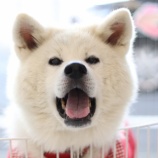 『Amazonほしいものリストで寄付』の画像