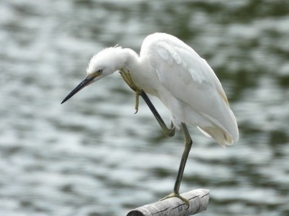 2026年8月9日の野鳥公園
