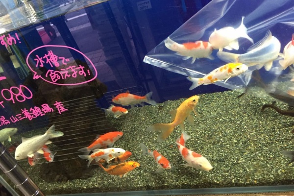 フィッシュジャパンの総合blog 錦鯉