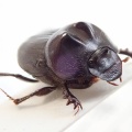 初夏の生き物観察体験「糞虫(ルリセンチ)を観る」