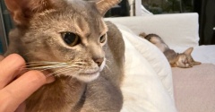 思い思いにくつろぐ猫たちに癒されるラッキー飼い主
