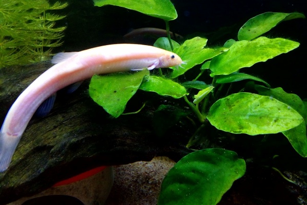 どじょっこ帳 18年01月