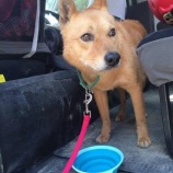 『命を繋ぐ:災害救助犬と戦地英雄犬』の画像