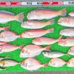 竹村貸舟店【高知県 浦ノ内湾～宇佐～須崎市横浪半島沖の船釣り】釣果情報 & ブログ