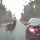 危ないよ、どいてどいてー！道路を横断する鹿が車を避けるジャンプ。海外の反応
