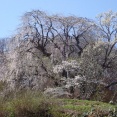 ☆★こちら地震被害ありません〜見頃の「明神桜」