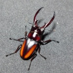 Astacoides asteroidクワカブ飼育記録