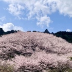 ねことのくらし