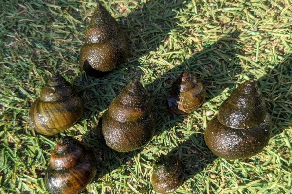 メダカが西向きゃ尾は東