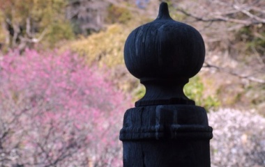 『探梅　２０２６ー４』の画像