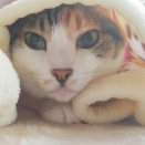 焼いただけの手羽先に、浜塩