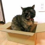 ”猫おでん”あり〼。