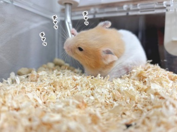 今日のプリン(11/6追記)