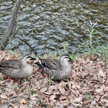 『散歩で遭遇した野鳥 ＋ マーナの〇〇がない傘』の画像