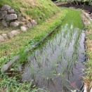 お米づくり🌾　2026