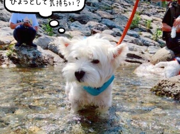 【夏の遊び方】川とかプールとかあそびるといいよね。