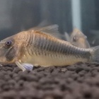 『10月20日(木)熱帯魚入荷情報』の画像