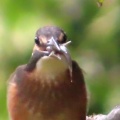 小魚を捕ったカワセミを撮る🐦‍⬛📸（多々良沼公園）