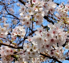 【maniacs杉田のマニアの片鱗】第11回 江川せせらぎ緑道の桜が見頃です！