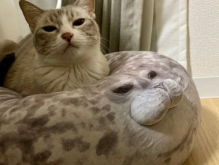 【ねこ画像】クッションとそっくり、車型の箱がお気に入り、ねこバンバンやっぱり必要 ほか【再】