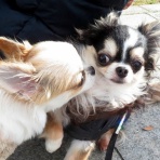 ちょいとそこログ