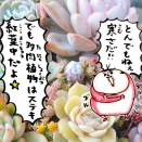 多肉の紅葉が好きなんや