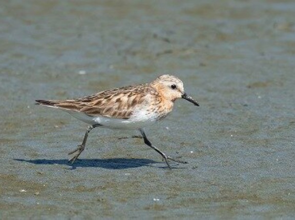2026年8月12日の野鳥公園