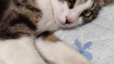 1歳の猫が部屋に慣れてきた（※画像あり）