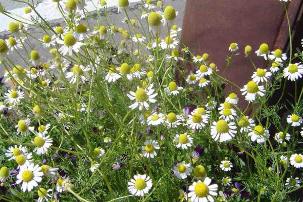 雑草をめぐる物語 キク科も見分けづらい