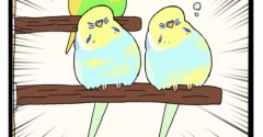 兄弟って寝相まで似てくるよね🦜🦜💤