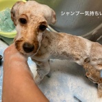 東京都立川市　ペットショップ　ワンラブ　ららぽーと立川店ブログ