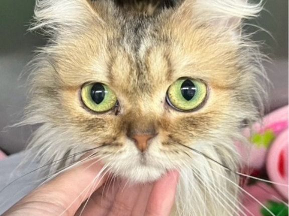 クリニックに猫が増えました😸💓😸