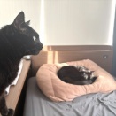 【猫写真】娘がいた部屋でくつろぐ猫たち