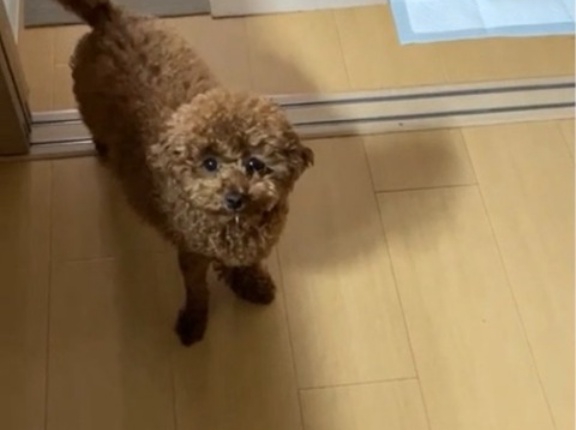 未来ちゃん、イネスちゃん、ミコちゃんのトライアル✌️💓💓💓